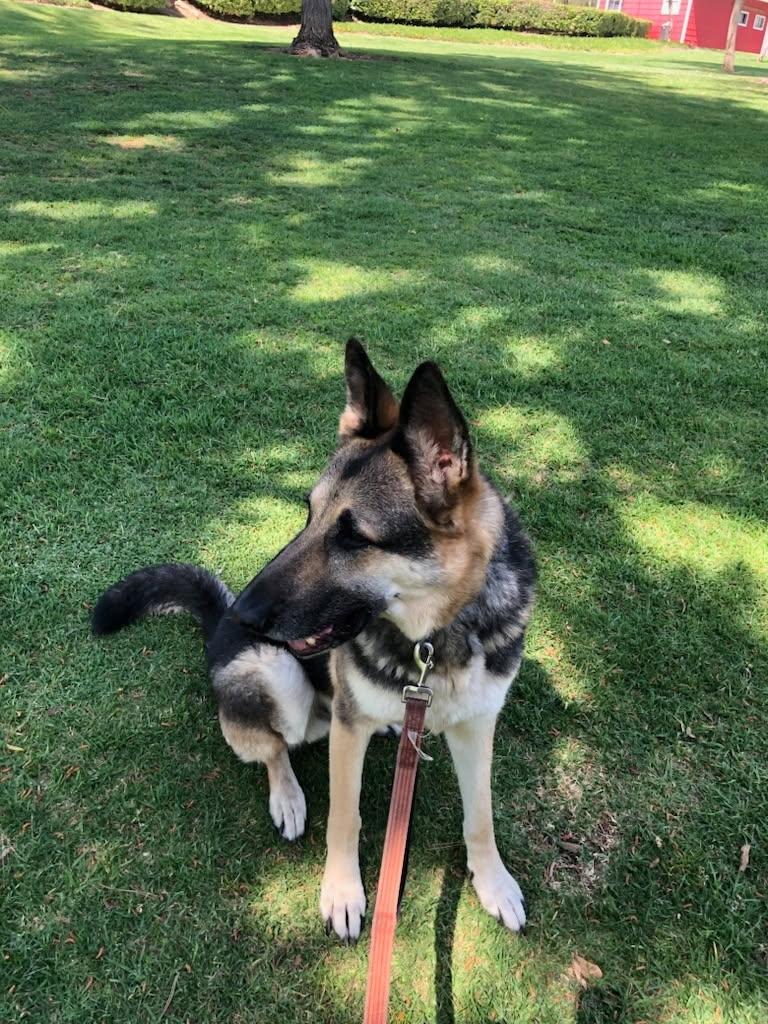 Zekey Zeek!!, Adult Male German Shepherd Dog