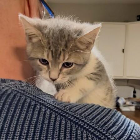 Lilly Lou thumbnail 6