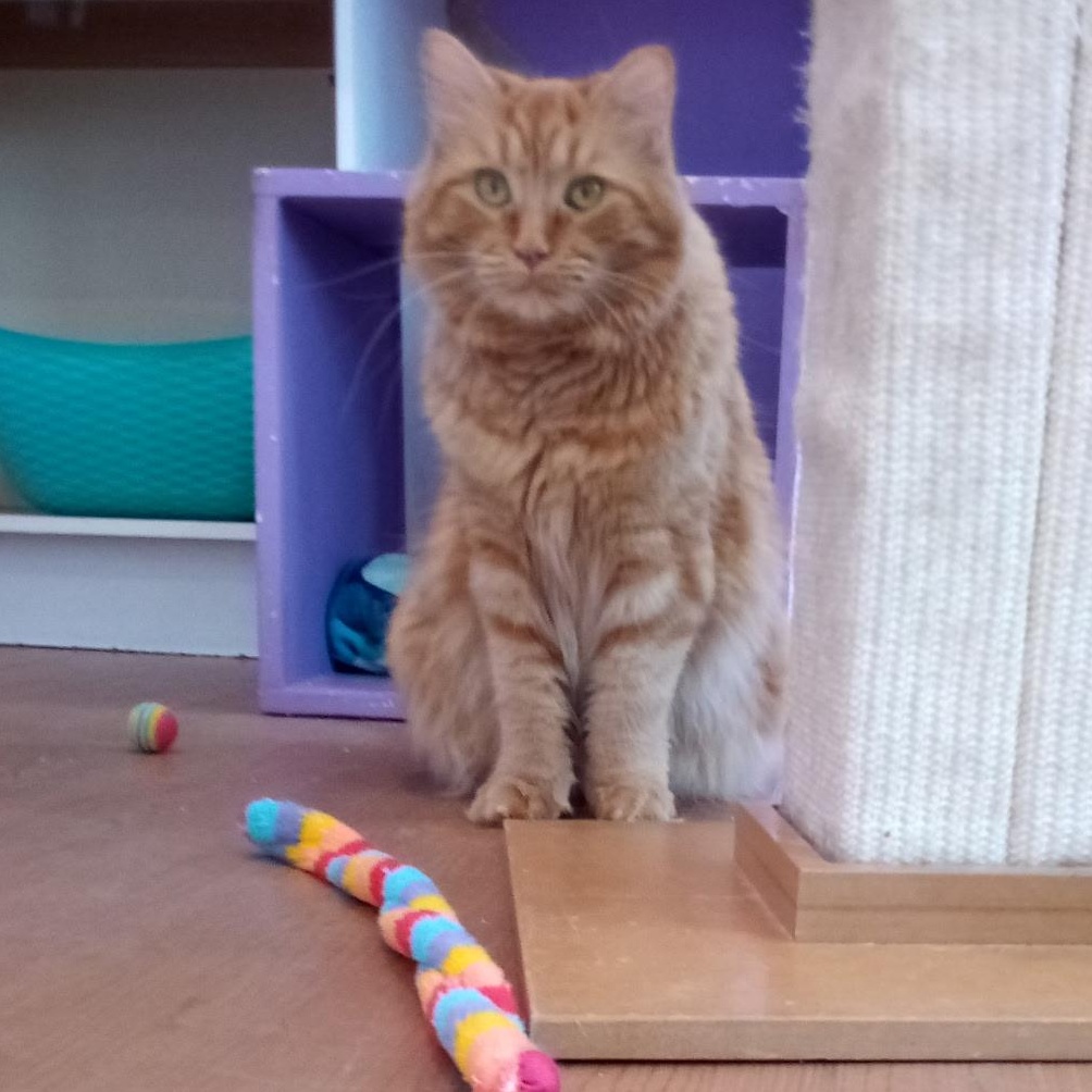 Enlarge Timber (Colony Cat CC), an adopted Domestic Long Hair in Wells, ME image 3/6