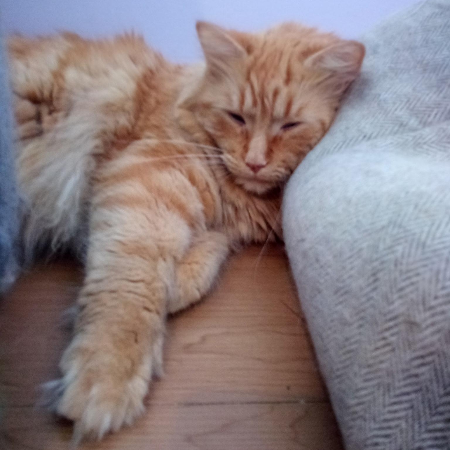 Enlarge Timber (Colony Cat CC), an adopted Domestic Long Hair in Wells, ME image 6/6