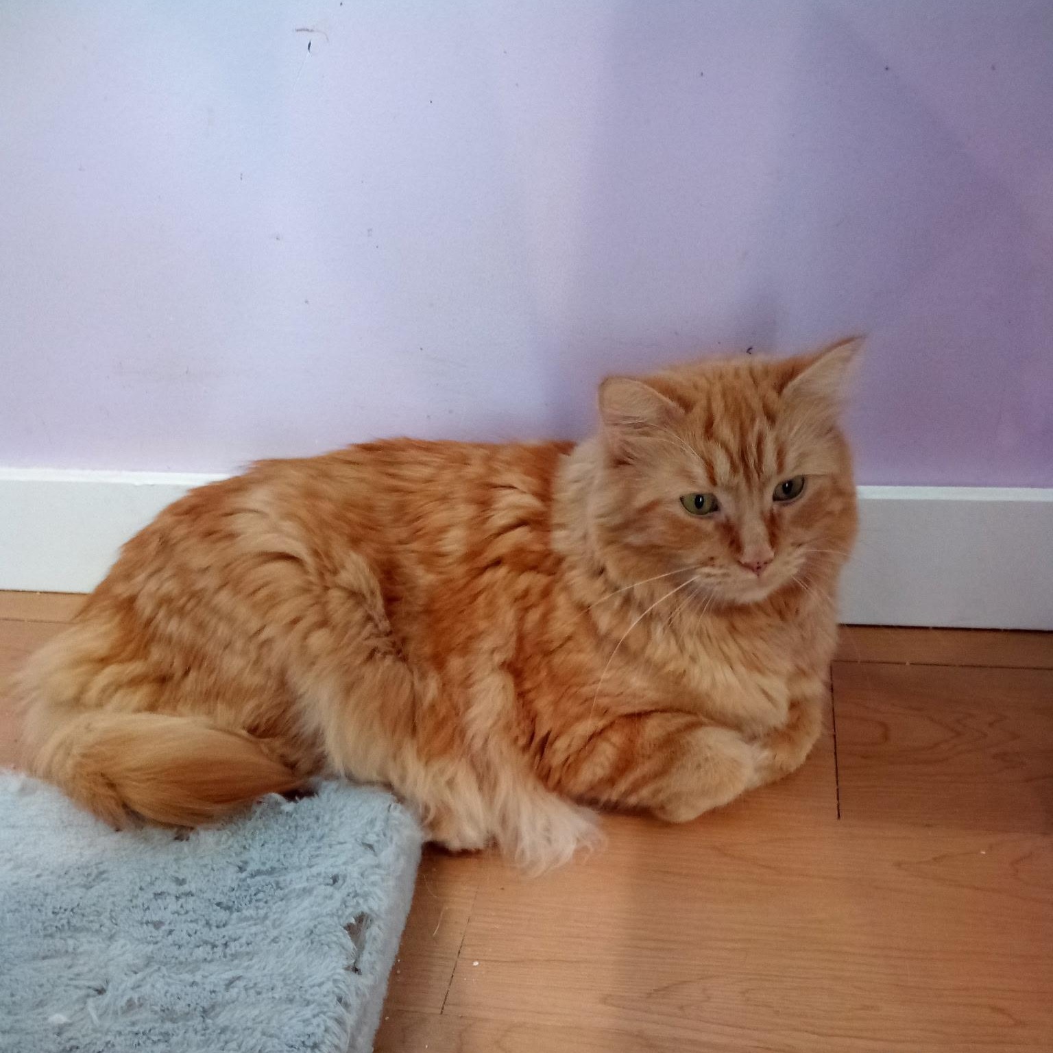 Enlarge Timber (Colony Cat CC), an adopted Domestic Long Hair in Wells, ME image 4/6