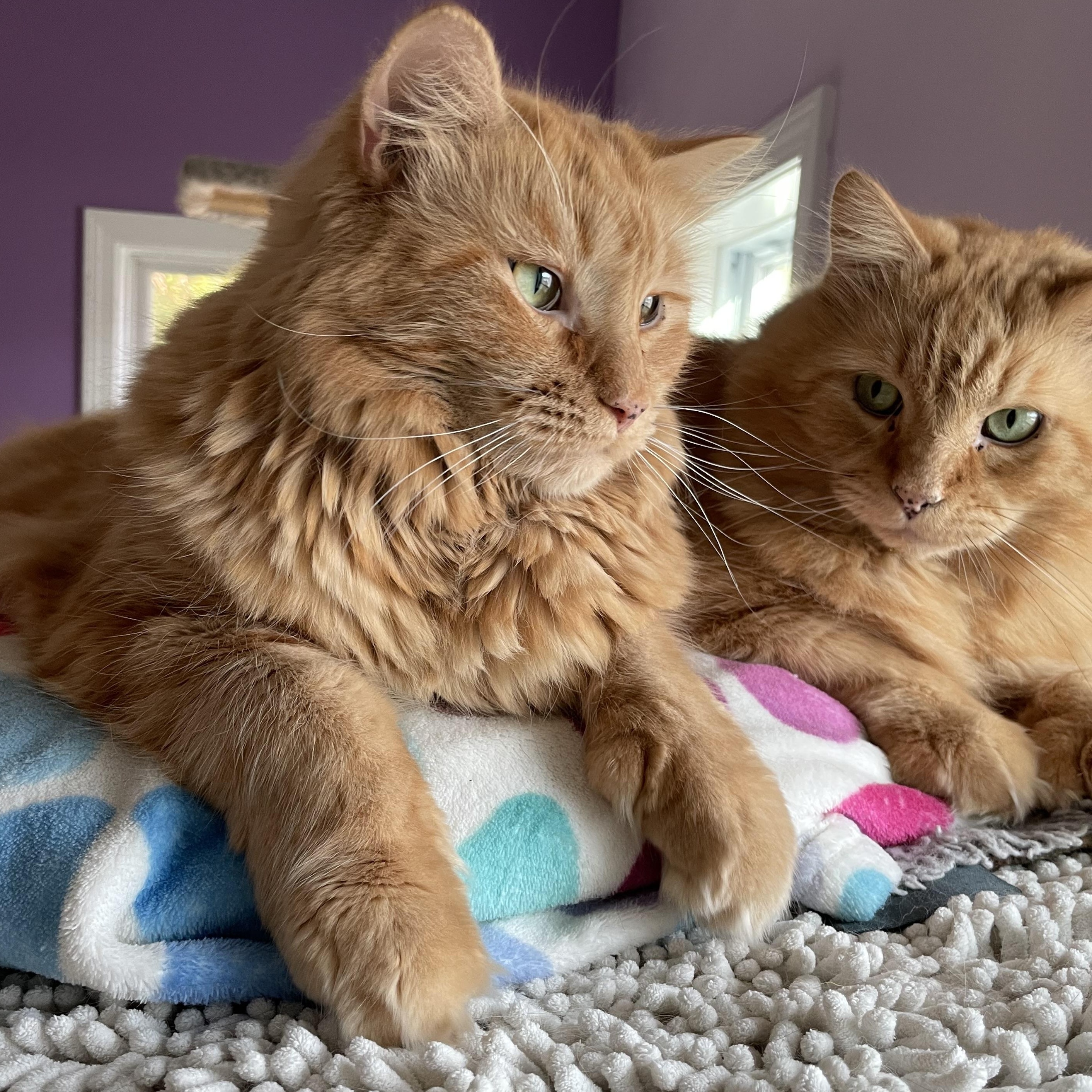 Enlarge Timber (Colony Cat CC), an adopted Domestic Long Hair in Wells, ME image 1/6