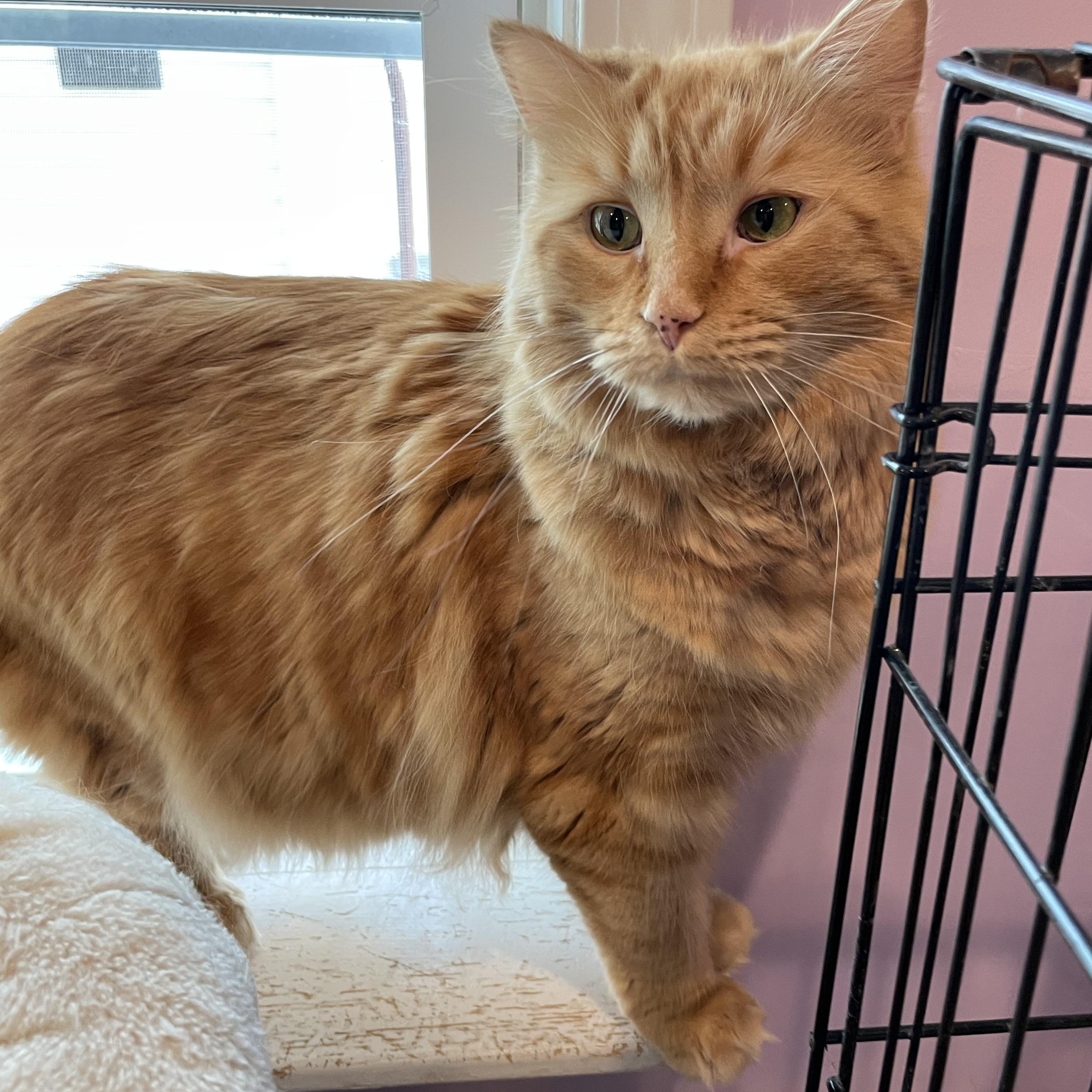 Enlarge Timber (Colony Cat CC), an adopted Domestic Long Hair in Wells, ME image 2/6