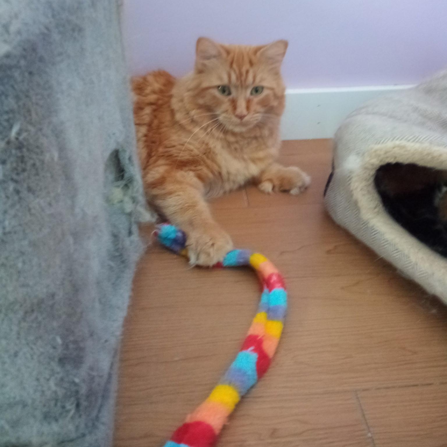 Enlarge Timber (Colony Cat CC), an adopted Domestic Long Hair in Wells, ME image 5/6