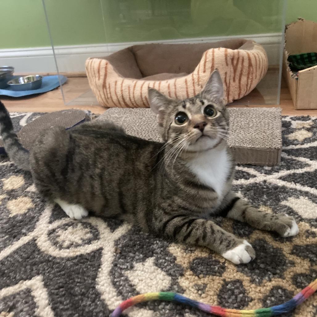 Poppy — thumbnail 2