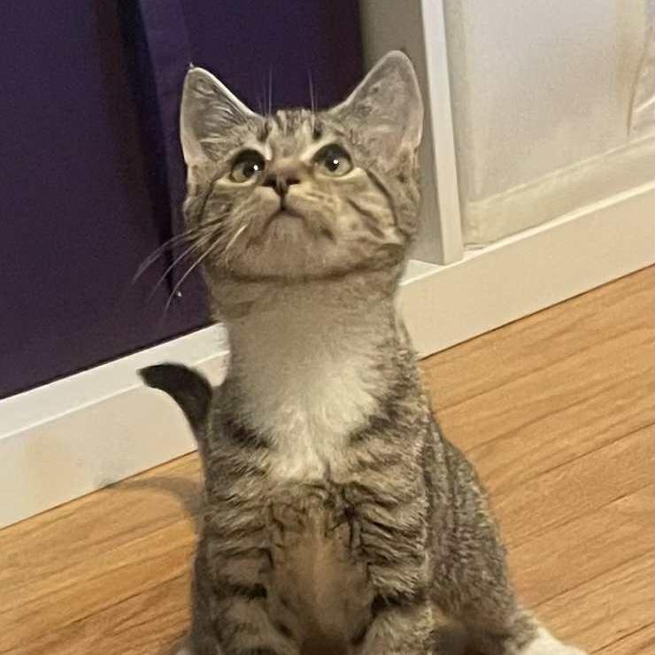 Poppy — thumbnail 3