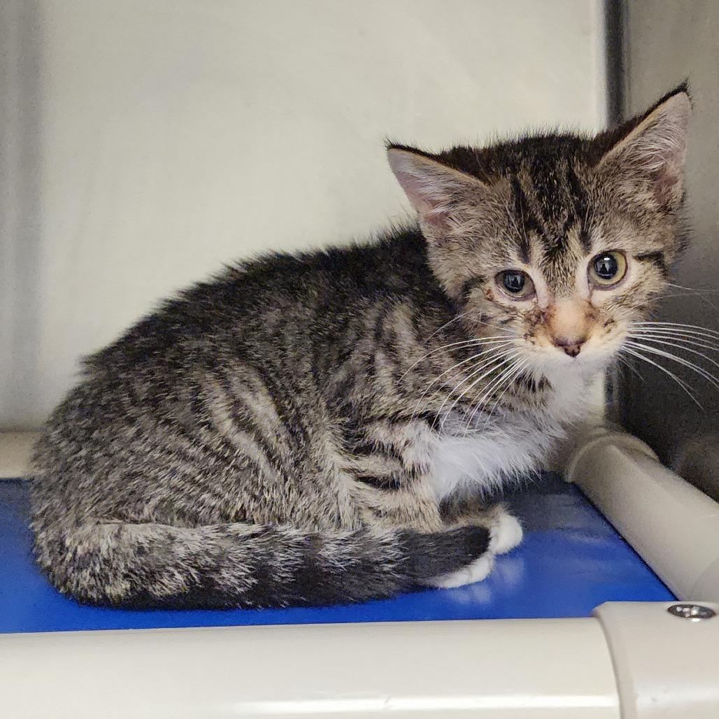 Poppy — thumbnail 4