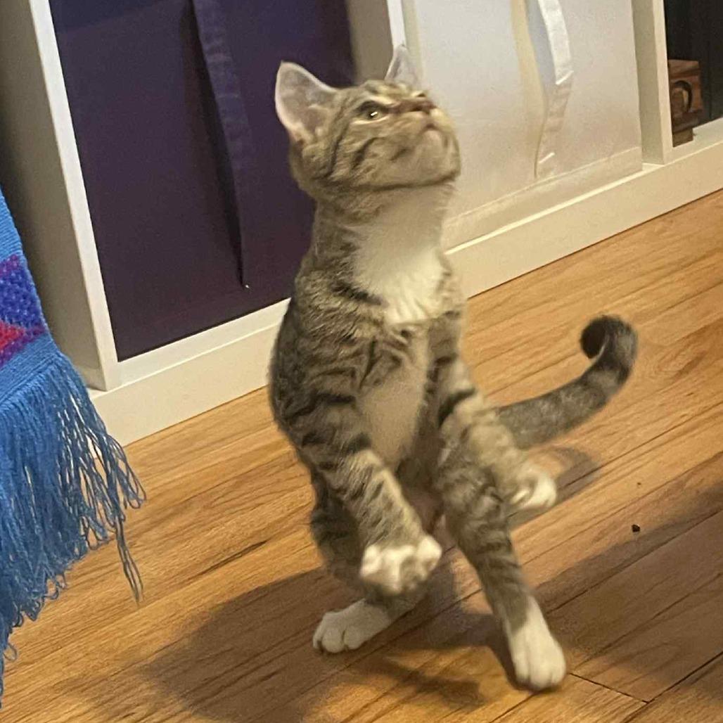 Poppy — thumbnail 5