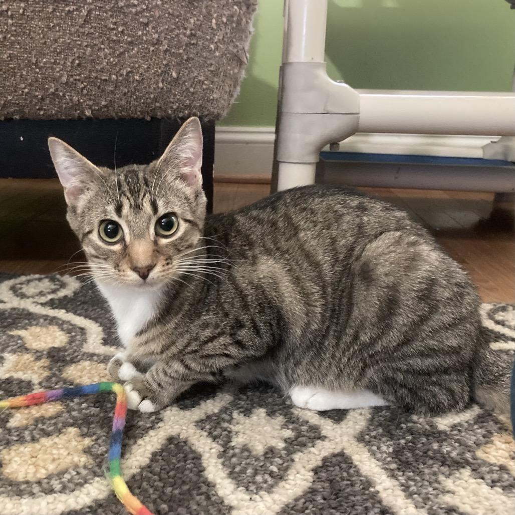 Poppy — thumbnail 6