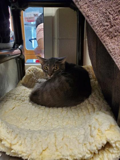 Enlarge Remy (working cat), a Adoptable mixed breed in Fairfax, VA image 1/3