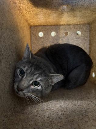 Enlarge Remy (working cat), a Adoptable mixed breed in Fairfax, VA image 2/3