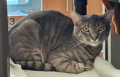 Enlarge Remy (working cat), a Adoptable mixed breed in Fairfax, VA image 3/3