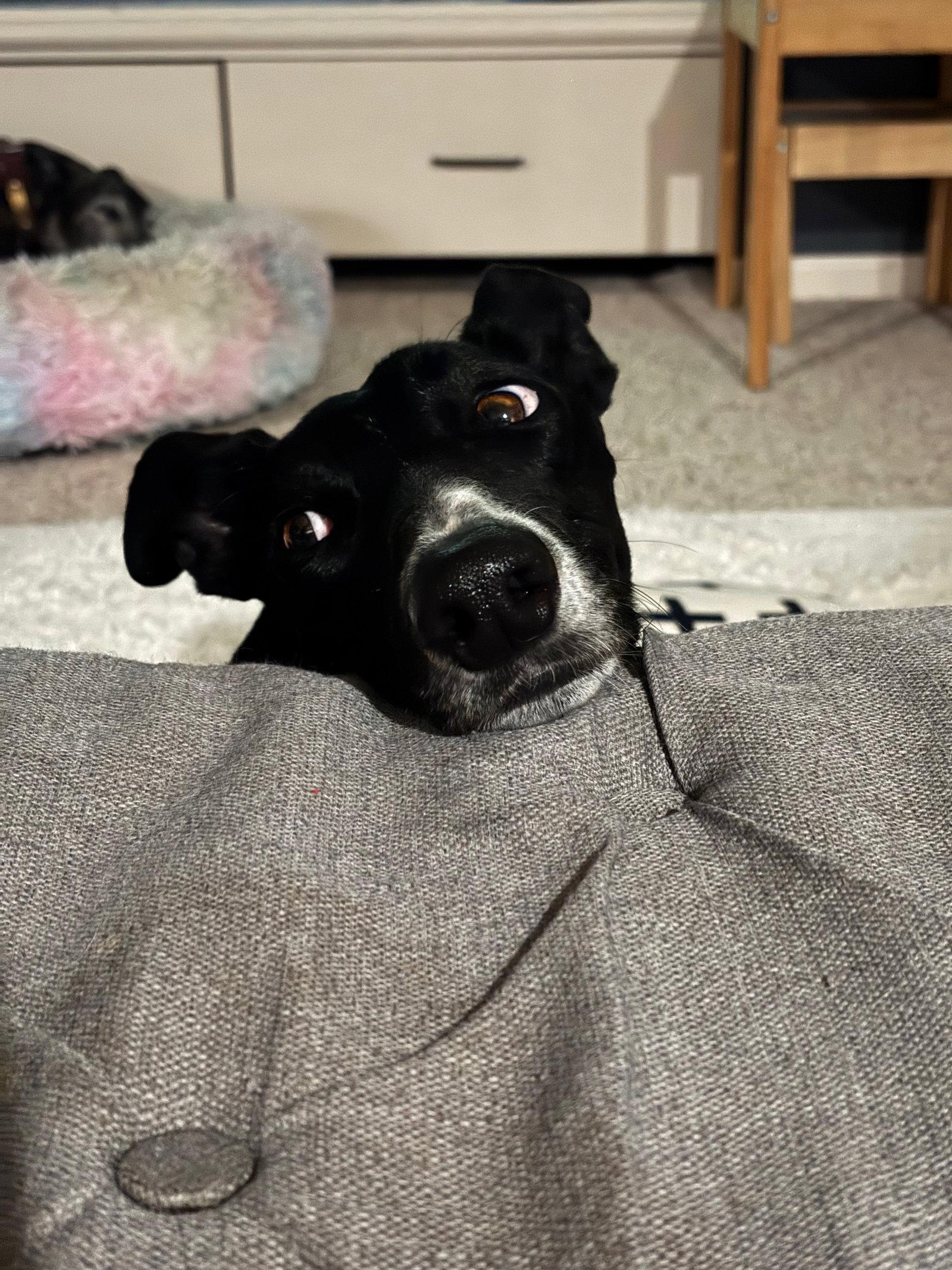 Penny, Adoptable, Adult Female Greyhound.
