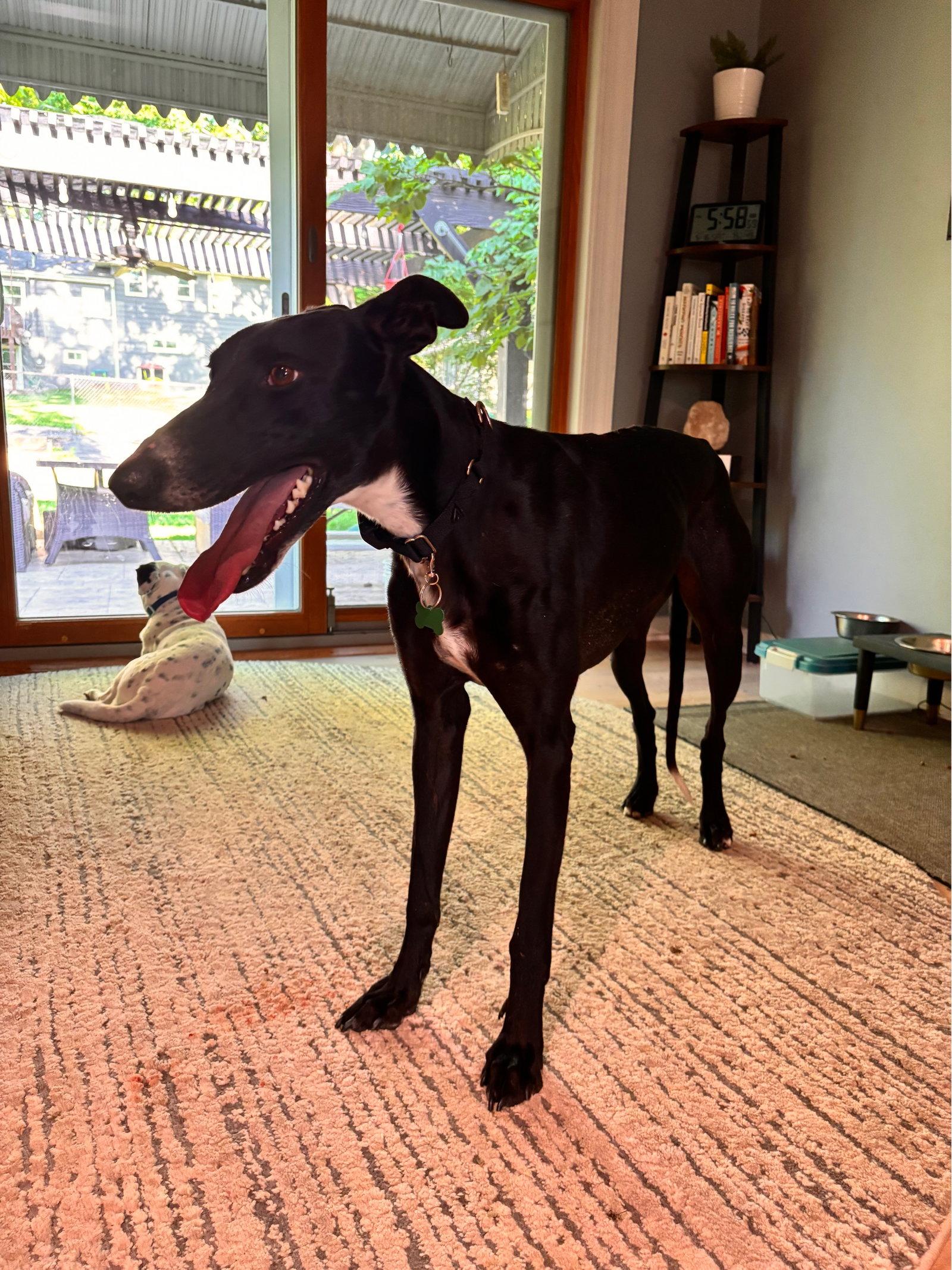 Penny, a Adoptable Greyhound in Kansas City, MO image 2/3