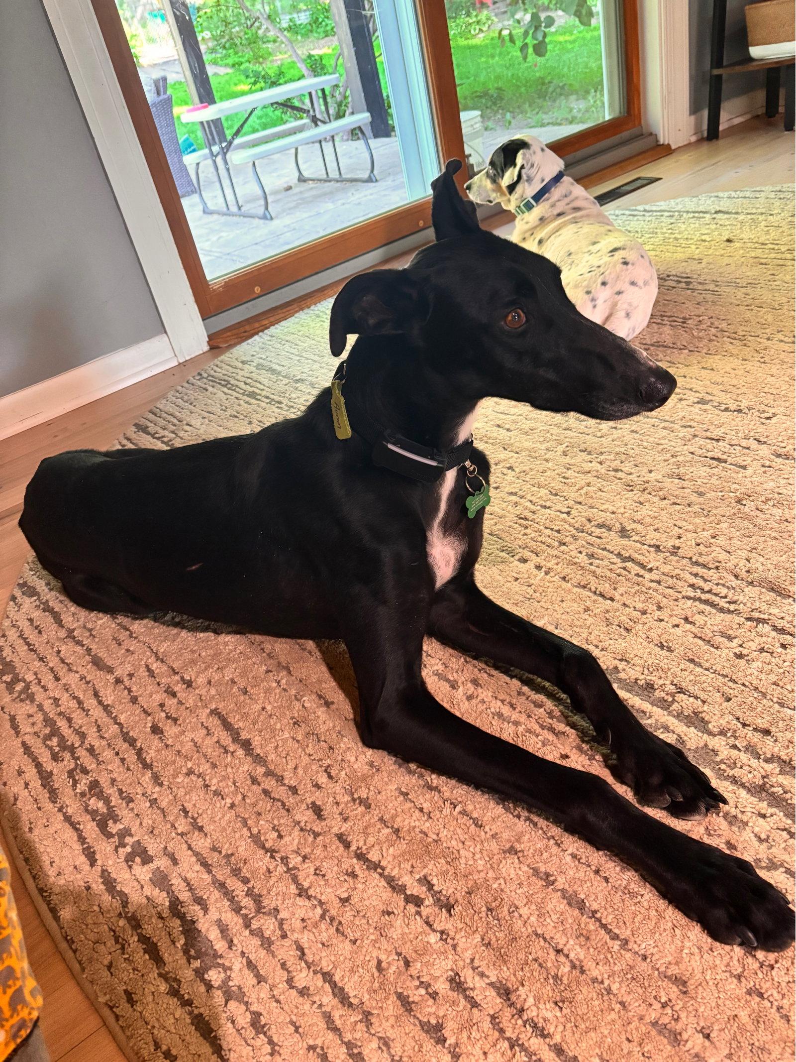 Penny, a Adoptable Greyhound in Kansas City, MO image 3/3