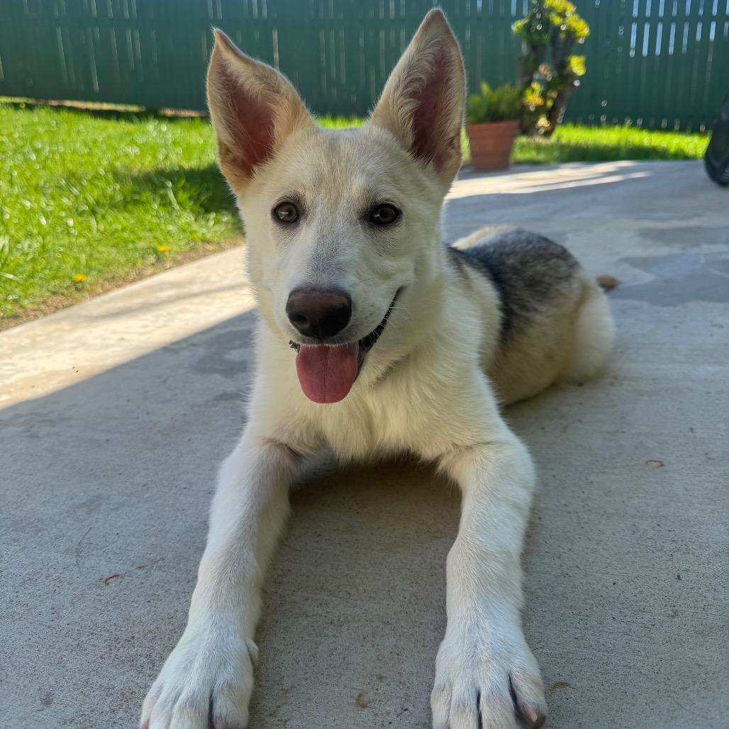 Pixie, Adoptable, Young Female Husky.