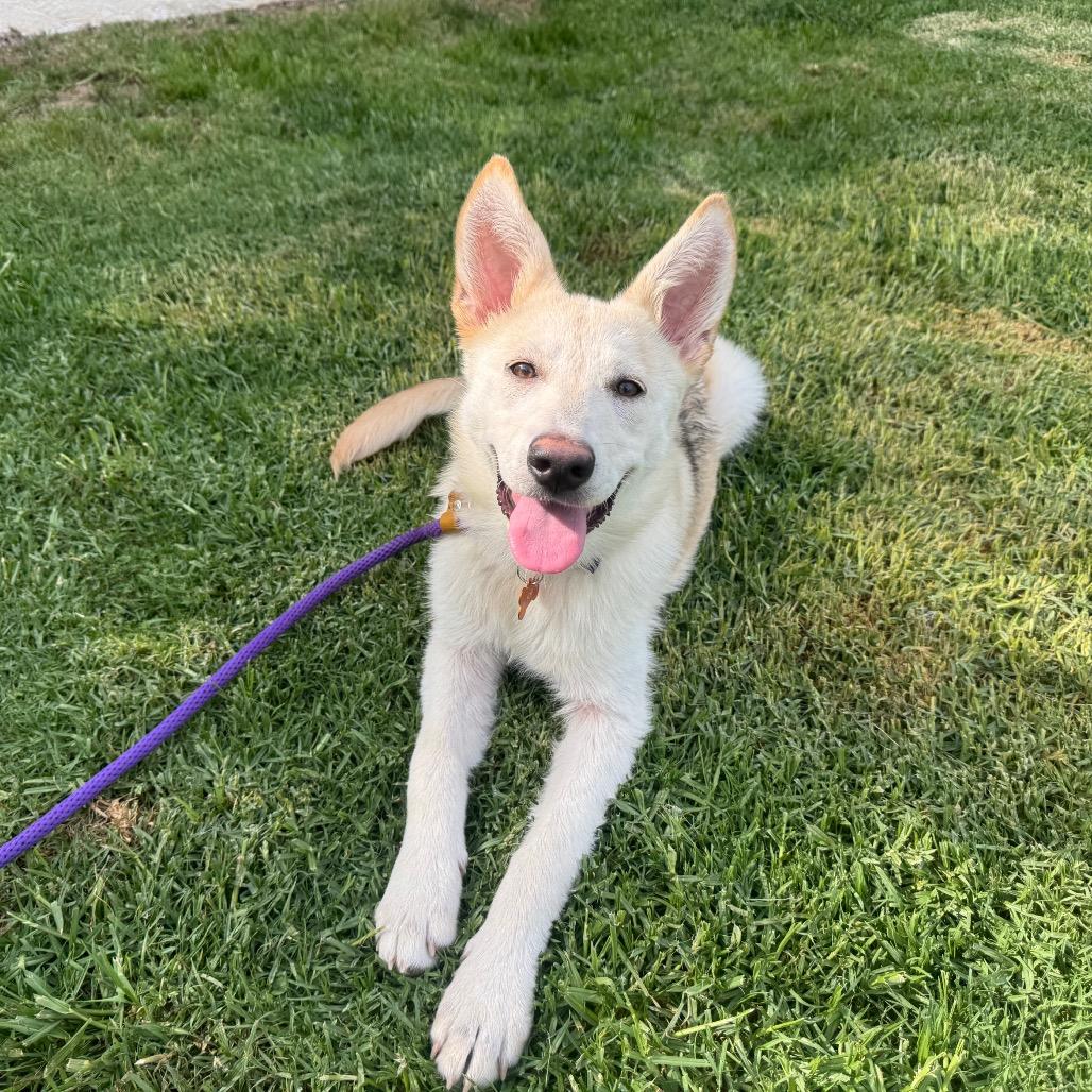 Enlarge Pixie, a Adoptable mixed breed in Pasadena, CA image 2/6
