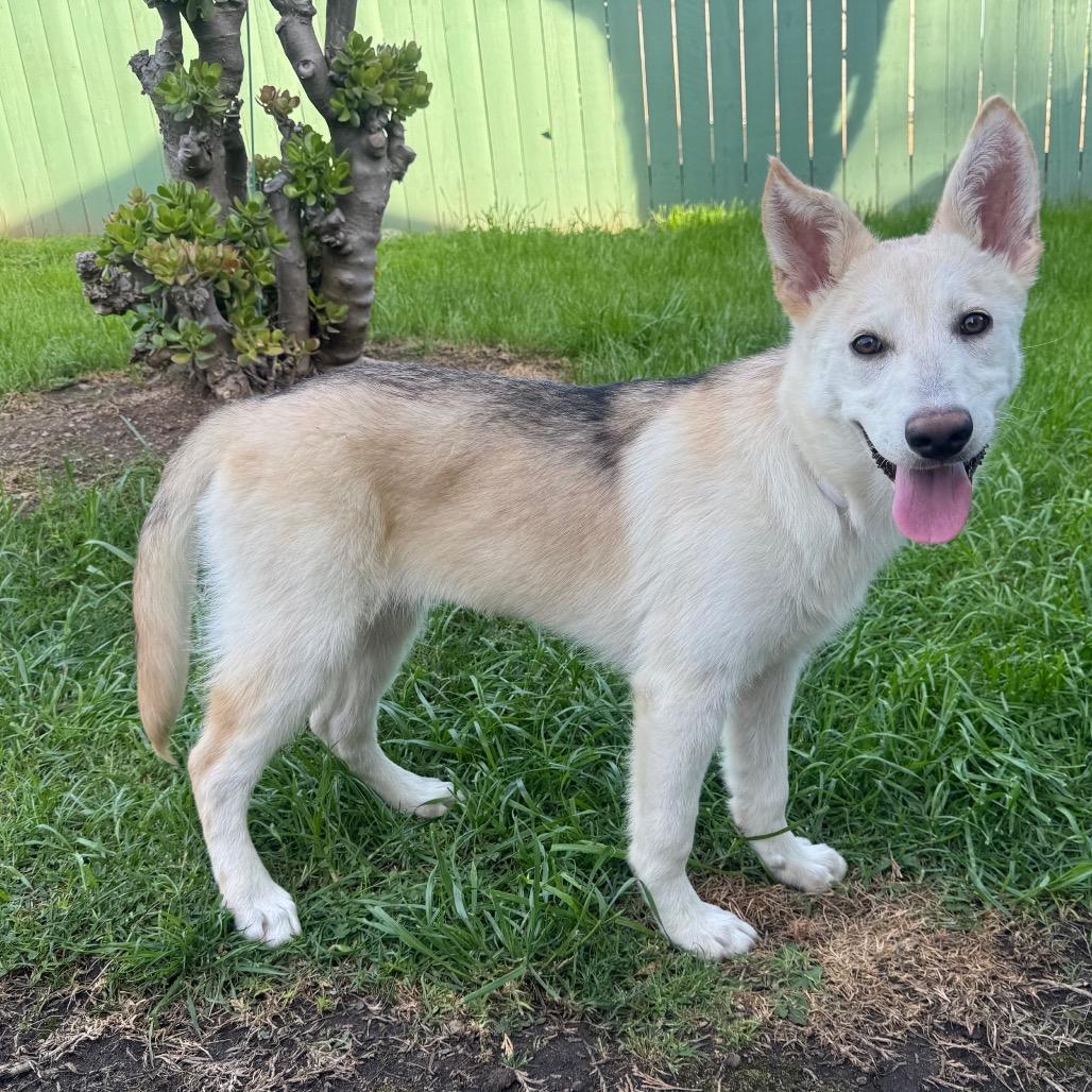 Enlarge Pixie, a Adoptable mixed breed in Pasadena, CA image 3/6