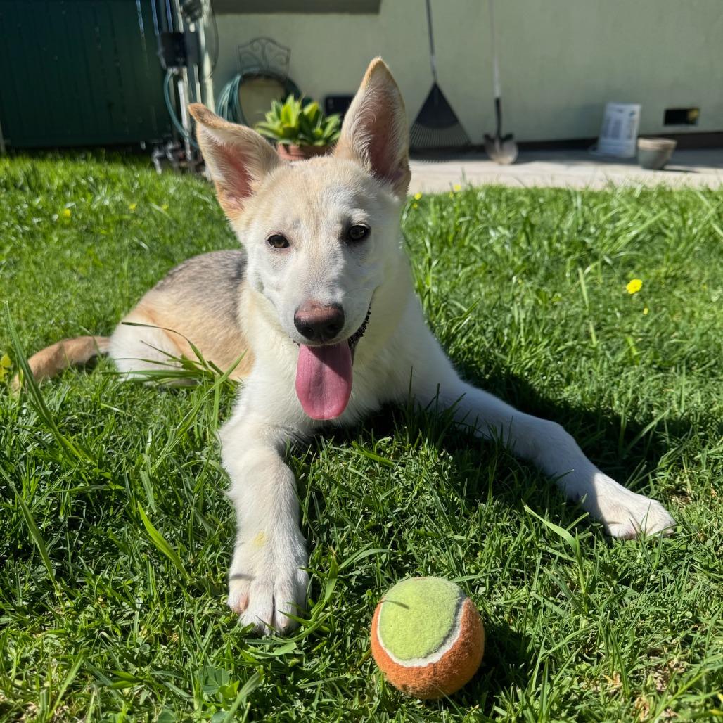 Enlarge Pixie, a Adoptable mixed breed in Pasadena, CA image 4/6