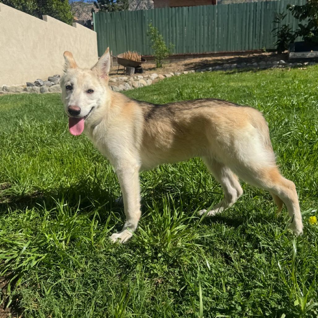 Enlarge Pixie, a Adoptable mixed breed in Pasadena, CA image 5/6