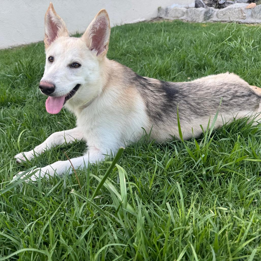 Enlarge Pixie, a Adoptable mixed breed in Pasadena, CA image 6/6