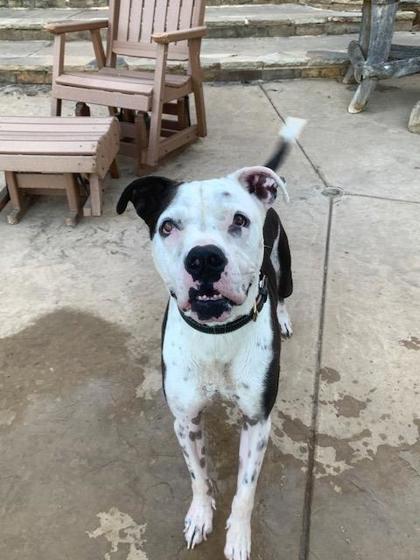 Enlarge Sofie, a Adoptable mixed breed in Fort Worth, TX image 1/2