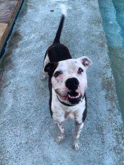 Enlarge Sofie, a Adoptable mixed breed in Fort Worth, TX image 1/4