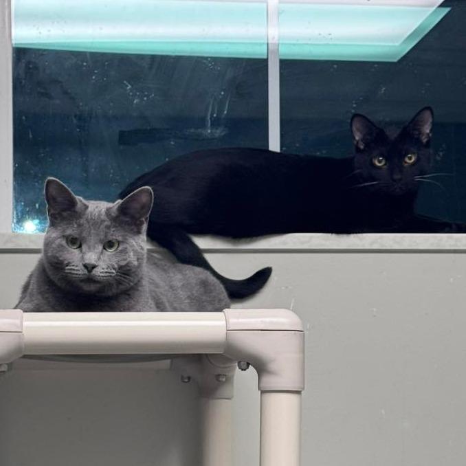 Olive bonded w/ Olivia, Adoptable, Young Female Domestic Short Hair.