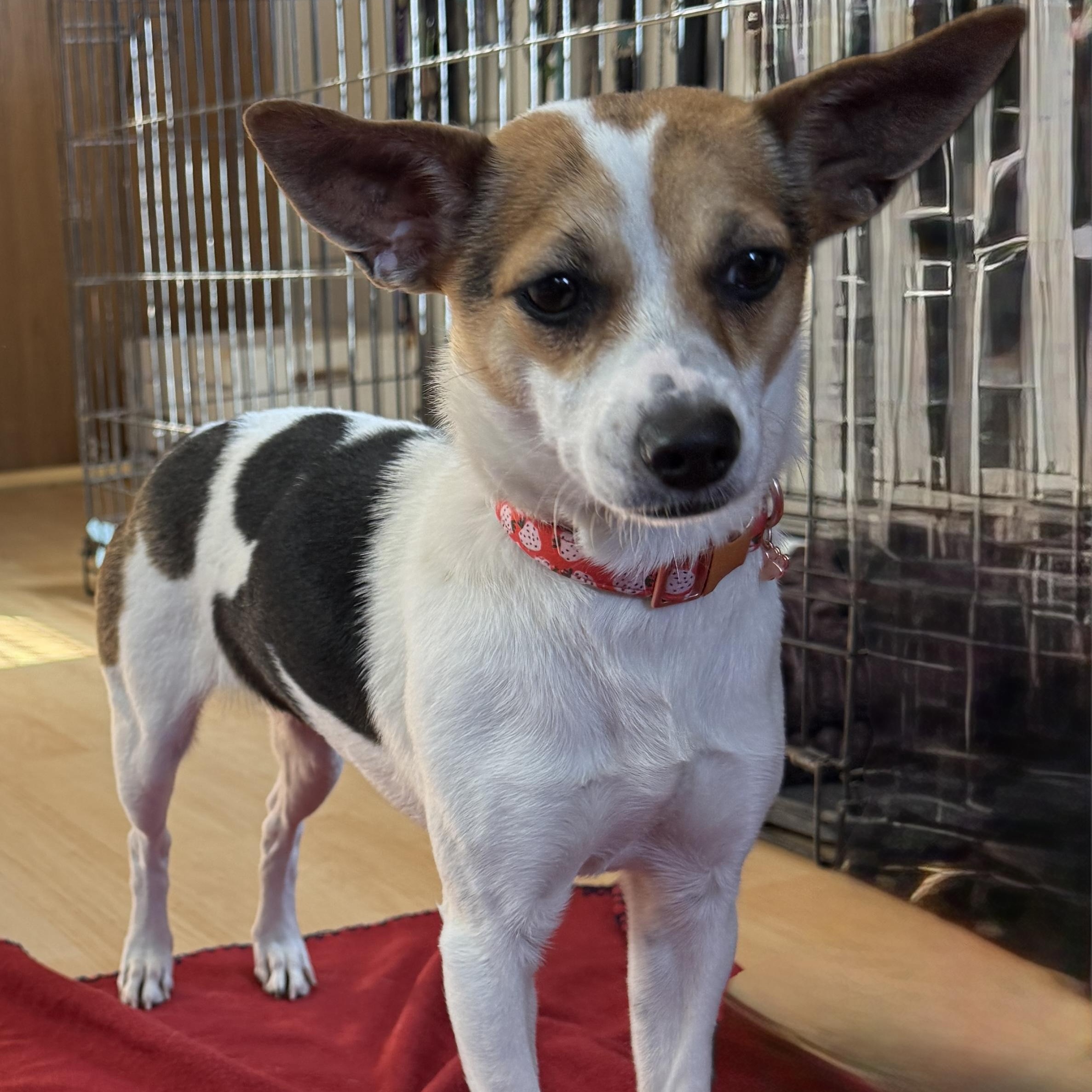 Miss Vee, ADOPTABLE, Adult Female Chihuahua & Jack Russell Terrier.