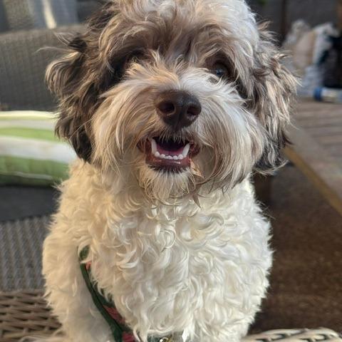 Mikey, Adoptable, Young Male Havanese & Miniature Poodle.