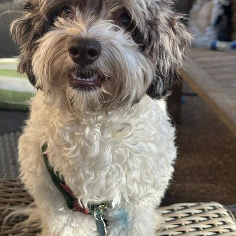 Enlarge Mikey, a Adoptable mixed breed in North Las Vegas, NV image 2/6