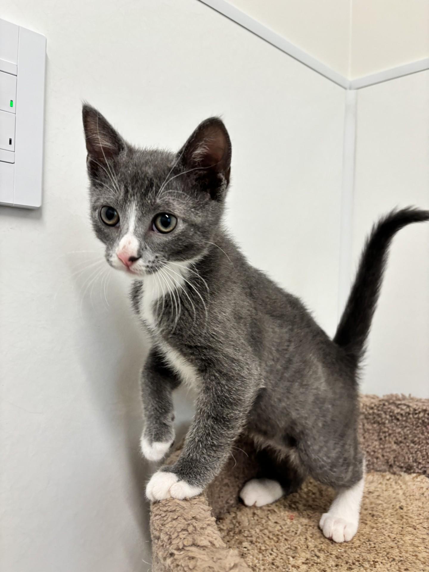 Enlarge Clarence, a ADOPTABLE Domestic Short Hair in Waldport, OR image 1/1