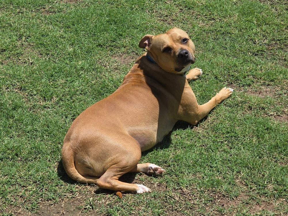 Mira, Adoptable, Adult Female Pit Bull Terrier & Mixed Breed.
