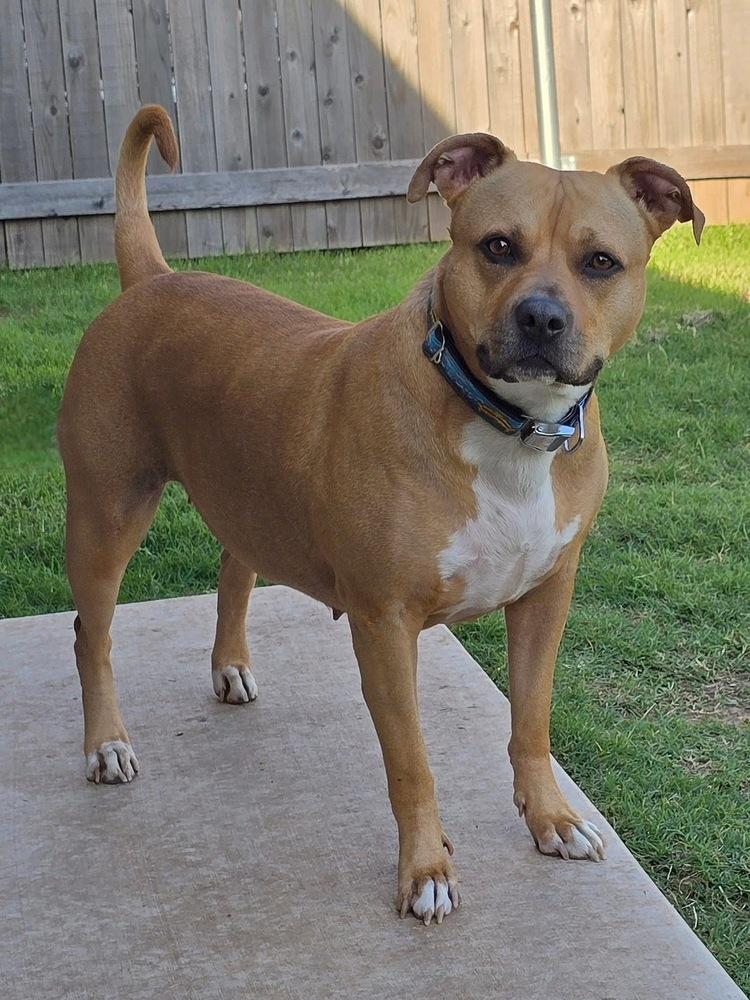 Enlarge Mira, a Adoptable mixed breed in Warr Acres, OK image 2/6