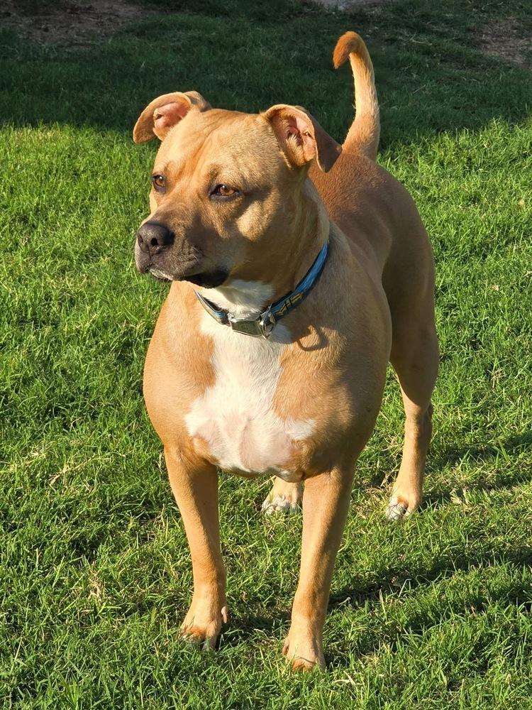 Enlarge Mira, a Adoptable mixed breed in Warr Acres, OK image 4/6