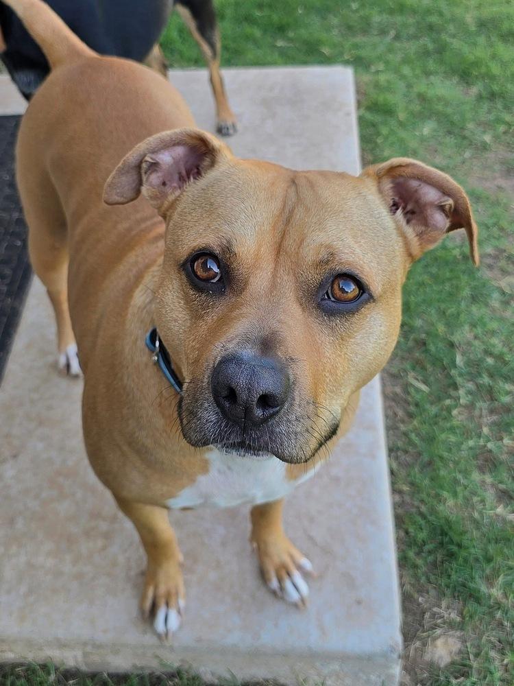 Enlarge Mira, a Adoptable mixed breed in Warr Acres, OK image 5/6