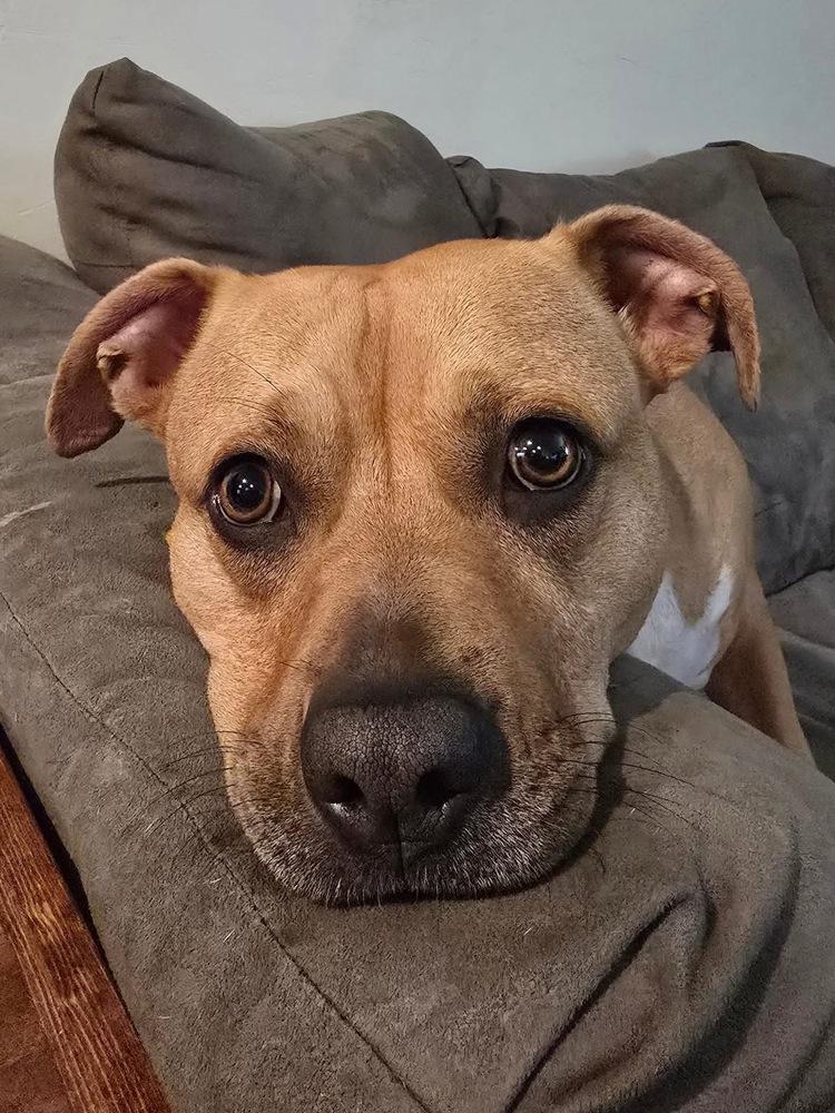 Enlarge Mira, a Adoptable mixed breed in Warr Acres, OK image 6/6