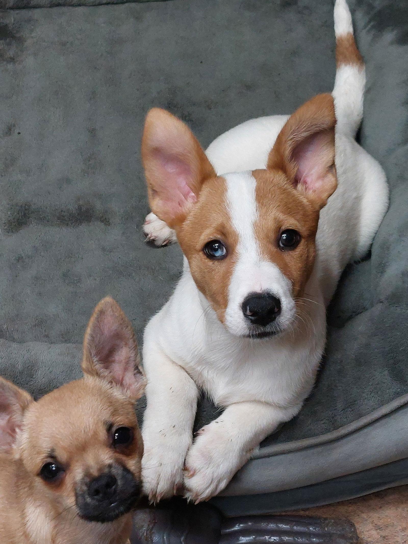 Evee, Adoptable, Puppy Female Australian Shepherd & Corgi.