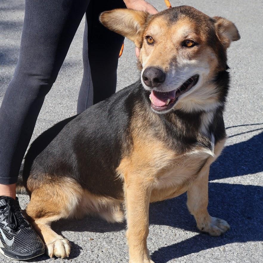 Jordan, Adoptable, Adult Male Shepherd.