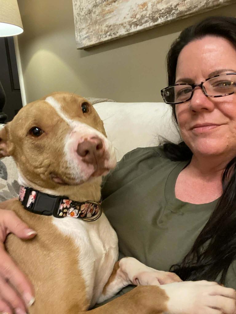 Anita, Adoptable, Adult Female Labrador Retriever & American Staffordshire Terrier.