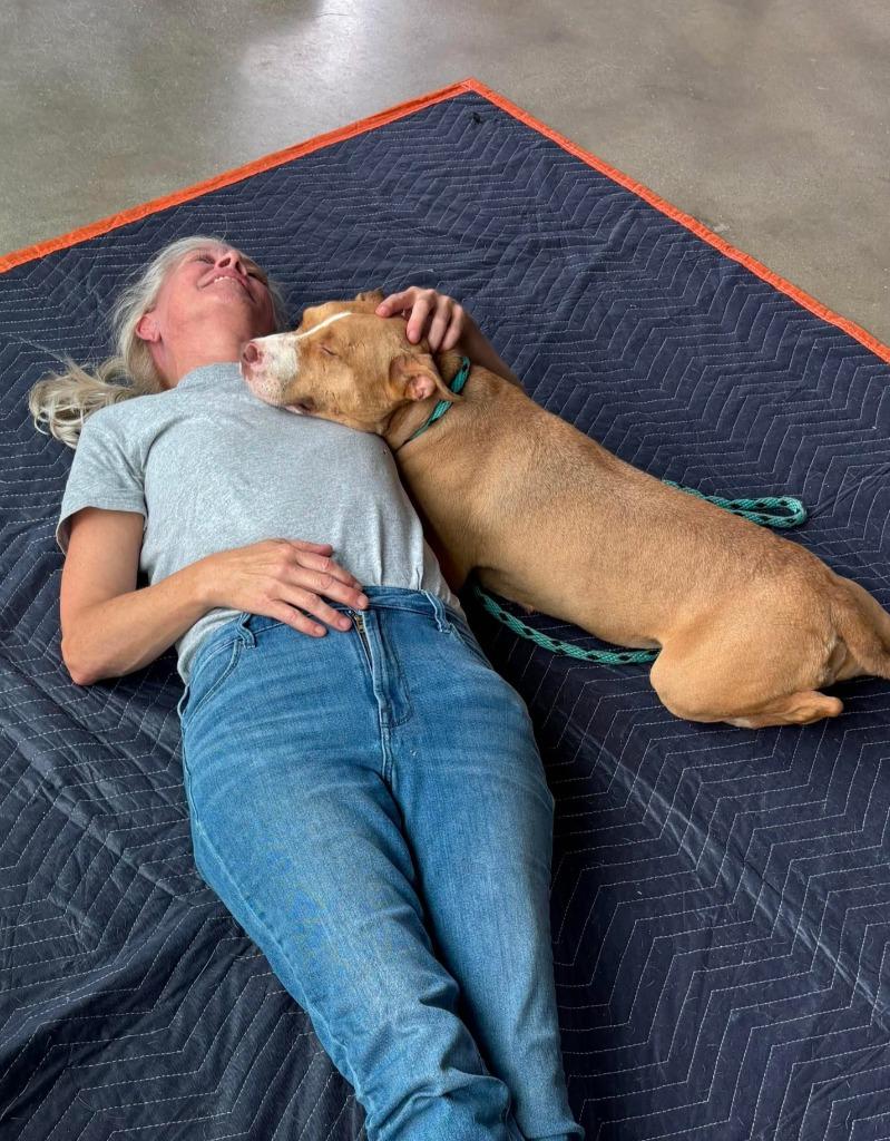 Anita, Adoptable, Adult Female Shepherd & American Staffordshire Terrier.