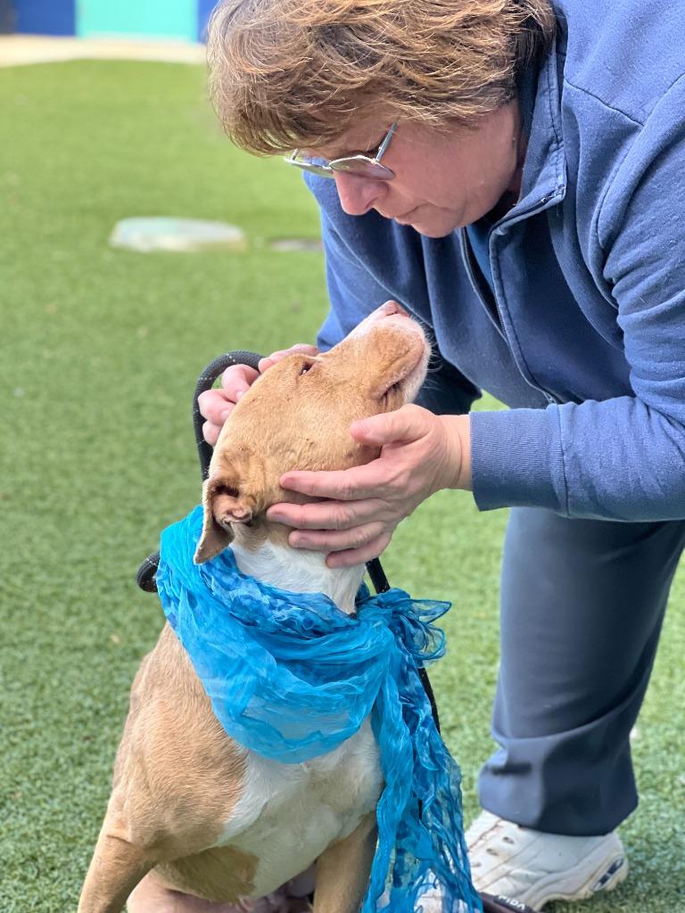 Enlarge Anita, a Adoptable mixed breed in Hartsville, SC image 2/6