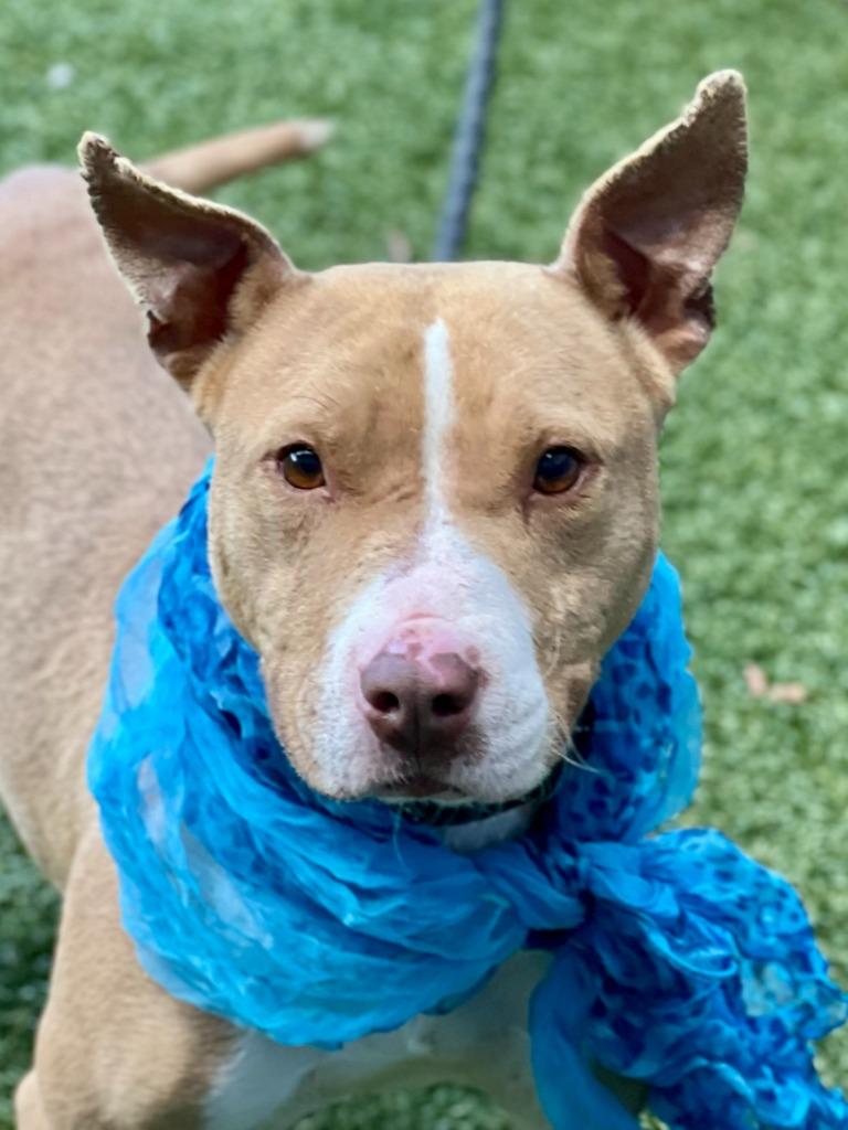 Enlarge Anita, a Adoptable mixed breed in Hartsville, SC image 3/6