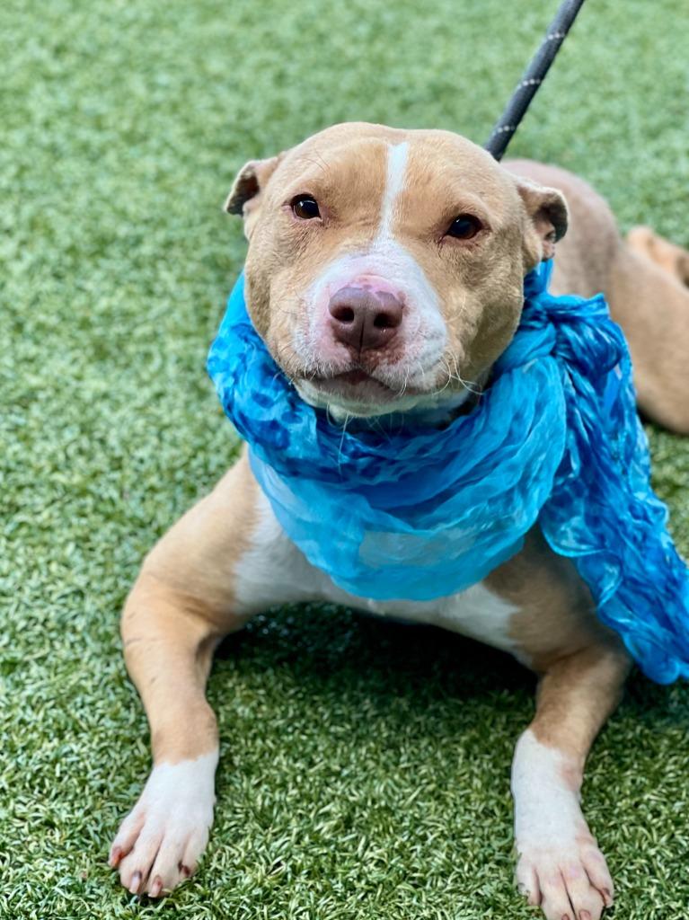 Enlarge Anita, a Adoptable mixed breed in Hartsville, SC image 4/6