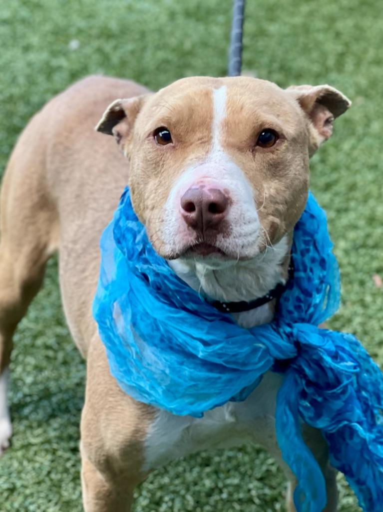 Enlarge Anita, a Adoptable mixed breed in Hartsville, SC image 4/6