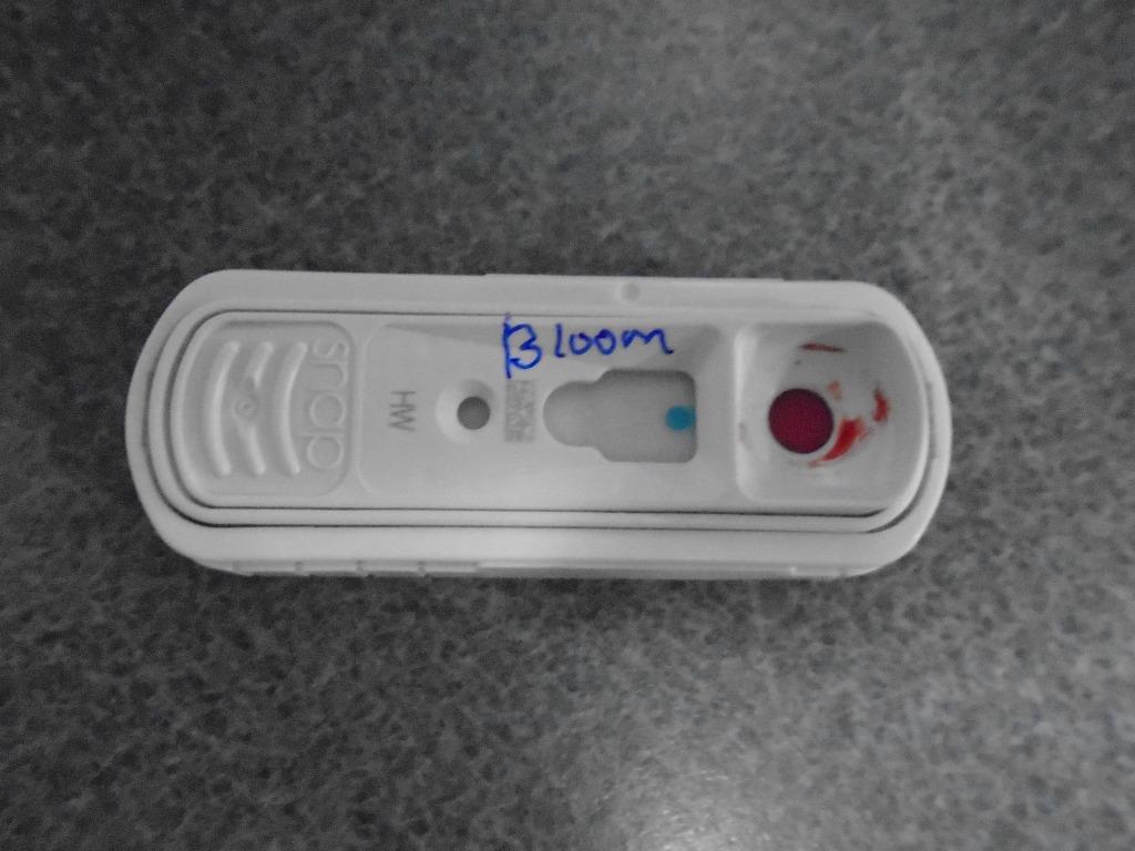 Bloom, Adoptable, Young Female Terrier.