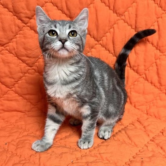 Hash brown, Adopted, Young Female Domestic Short Hair.
