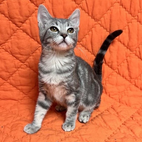 Enlarge Hash brown, a Adopted Domestic Short Hair in Waterloo, IA image 2/2