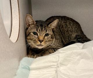 Apollo, a ADOPTABLE Domestic Short Hair in Winter Haven, FL image 1/2
