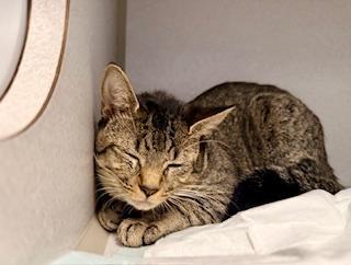 Apollo, a ADOPTABLE Domestic Short Hair in Winter Haven, FL image 2/2